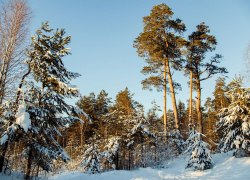 В Югре медведи залягут в спячку в начале декабря