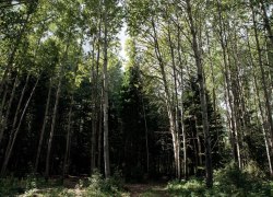 Охотник из Агириша, пропавший в тайге, вернулся домой через 9 дней