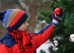 В ХМАО к Новому году заготовят более 4,2 тысячи елок