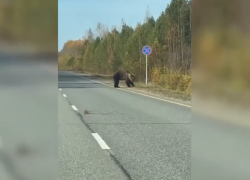 Медведь напал на грузовик на границе Свердловской области с ХМАО. Видео
