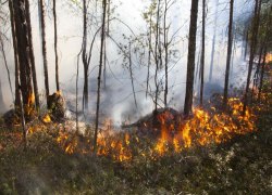 За минувшую неделю в Югре ликвидировали четыре лесных пожара