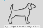 Встретили на улице безнадзорную собаку и не знаете, куда обратиться?