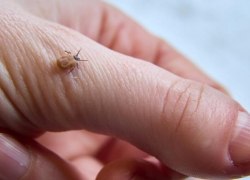 &laquo;Наноклещей&raquo; не существует &ndash; Роспотребнадзор