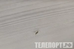 Комаров не отпугивают гвоздика, ультразвук, браслеты и свечи