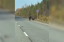 Медведь напал на грузовик на границе Свердловской области с ХМАО. Видео
