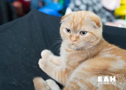 В ХМАО запустили регистрацию домашних животных-доноров