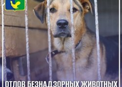 Отлов безнадзорных животных в Советском районе