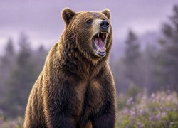 Биолог объяснила причины нашествия медведей и предупредила об опасности: &laquo;Может и начать охоту&raquo;