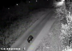 В Югре участились выходы медведей к населенным пунктам