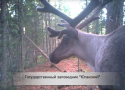 Краснокнижный северный олень и медведь позировали в камеру видеоловушки заповедника Югры