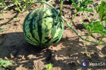 Фермер: Арбузы из Соль-Илецка появятся в продаже не раньше августа