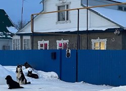 Жители ХМАО просят губернатора Кухарука решить проблему с беспризорными собаками