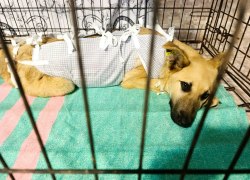 168 собак на учёте: итоги работы ветеринаров и приюта НКО &bdquo;Друзья Животных&ldquo; в Советском за три квартала 2026&nbsp;года