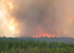 В ХМАО по вине жителей сгорел лес площадью с два Сургута