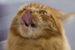 Коммунисты признали кота, похитившего кальмары, борцом с буржуями