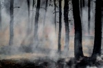В Югре за неделю возникли один лесной и 10 ландшафтных пожаров