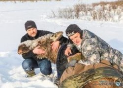 ПОД ЮГОРСКОМ В ОЗЕРО ПРОВАЛИЛАСЬ ЛОСИХА. ЕЕ ВЫЗВОЛИЛИ «СПАСАТЕЛИ НА ВЕРТОЛЕТЕ» - ОТОГРЕЛИ И СДЕЛАЛИ МАССАЖ. ФОТО. ВИДЕО