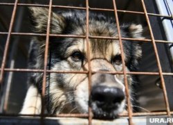 Власти ХМАО настояли на ускоренном принятии поправок об эвтаназии бродячих собак