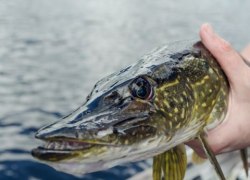 В ХМАО выросла заболеваемость описторхозом из-за зараженной личинками речной рыбы