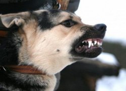 Югорчан начнут штрафовать за собак без намордников Югорчан начнут штрафовать за собак без намордников