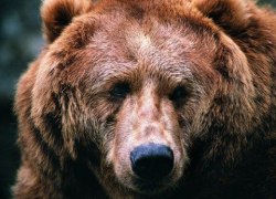 В окрестностях столицы Югры поселились два медведя: облюбовали собачью будку, спят в тени под машинами и ничего не боятся. ФОТО