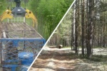 СЕТЕВОЙ ДОЗОР. &laquo;Был не из пугливых&raquo;: югорчане о встречах с медведем