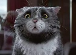 Неуклюжая кошка испортила Рождество