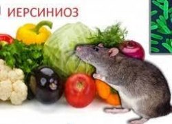 Роспотребнадзор Югорска напоминает о профилактике иерсиниоза