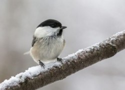 Короткая рабочая неделя начнется в ХМАО с небольшого плюса и северного ветра