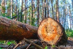 Отдам в частные руки. Власти ХМАО включили в перечень приватизации крупнейшие активы лесной промышленности Отдам в частные руки. Власти ХМАО включили в перечень приватизации крупнейшие активы лесной промышленности