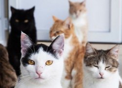 ВАШЕ МНЕНИЕ. Нужно ли огранить число домашних животных в квартирах?