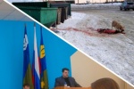 В Советском депутаты решали, как быть с бродячими коровами. Вспомнили и об истории с окровавленной шкурой