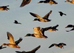С 22 августа гремят выстрелы в Югре