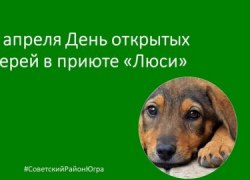 14 апреля День открытых дверей в приюте для животных в Советском «Люси»