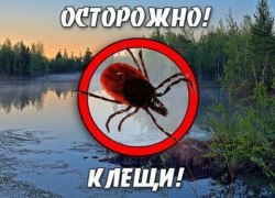 Информация по клещевым инфекциям