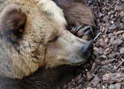 В Югре начали просыпаться медведи: как вести себя при встрече с косолапым