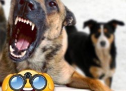 СЕТЕВОЙ ДОЗОР. &laquo;Я люблю животных, но мне теперь страшно выходить на улицу!&raquo;  (ФОТО)