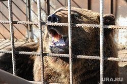 Осторожно, медведи! Хищники вышли на югорскую трассу. ФОТО