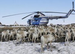 Санкции не помогли: колбаса из лося и кабана в Свердловской области занимает всего один прилавок из ста