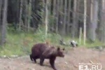 Под Ивделем медведица, защищая медвежат, кинулась на фотографов, которые снимали семейство