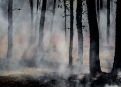 В Югре за неделю возникли один лесной и 10 ландшафтных пожаров