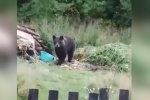 ЕСТЬ ВОПРОС! Мы в этих делах не при делах. Власть и медведи