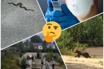 СЕТЕВОЙ ДОЗОР. &laquo;&rdquo;Коронабесие&rdquo; продолжается&raquo;: югорчане &mdash; о продлении ограничений по COVID