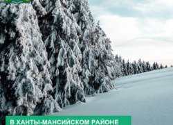 Егеря не обнаружили на автозимнике в Югре следов медведя-шатуна