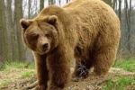 Где живёт Аномалий