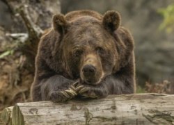 В районе ХМАО объявлен карантин из-за редких паразитов, обнаруженных в туше медведя