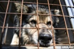 Власти ХМАО настояли на ускоренном принятии поправок об эвтаназии бродячих собак
