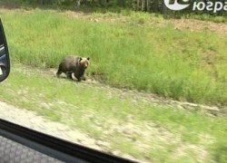 В поисках доступной еды медведи выходят к людям