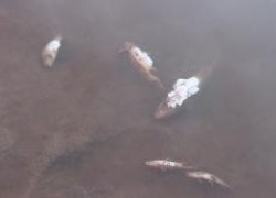 Под Нижневартовском зафиксировали массовую гибель рыбы