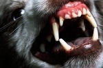 На Ямале вынесен приговор по делу о собаках, растерзавших 9-летнюю ученицу на территории школы